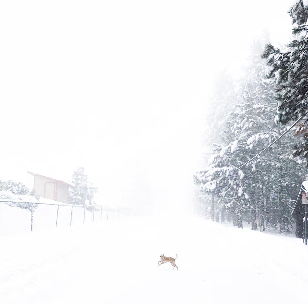 Colorado Lodge - photo 3