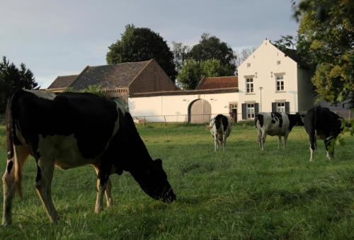 La Vache Contente — 4-Star Luxury Hotel in Maastricht, Netherlands