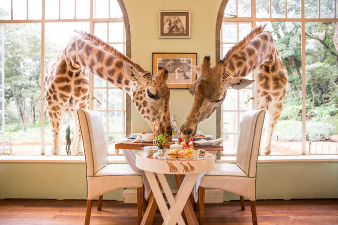Giraffe Manor — Nairobi — photo 3
