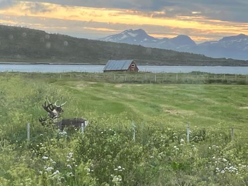Hos Laura & Valdemar in Unknown City, Norway