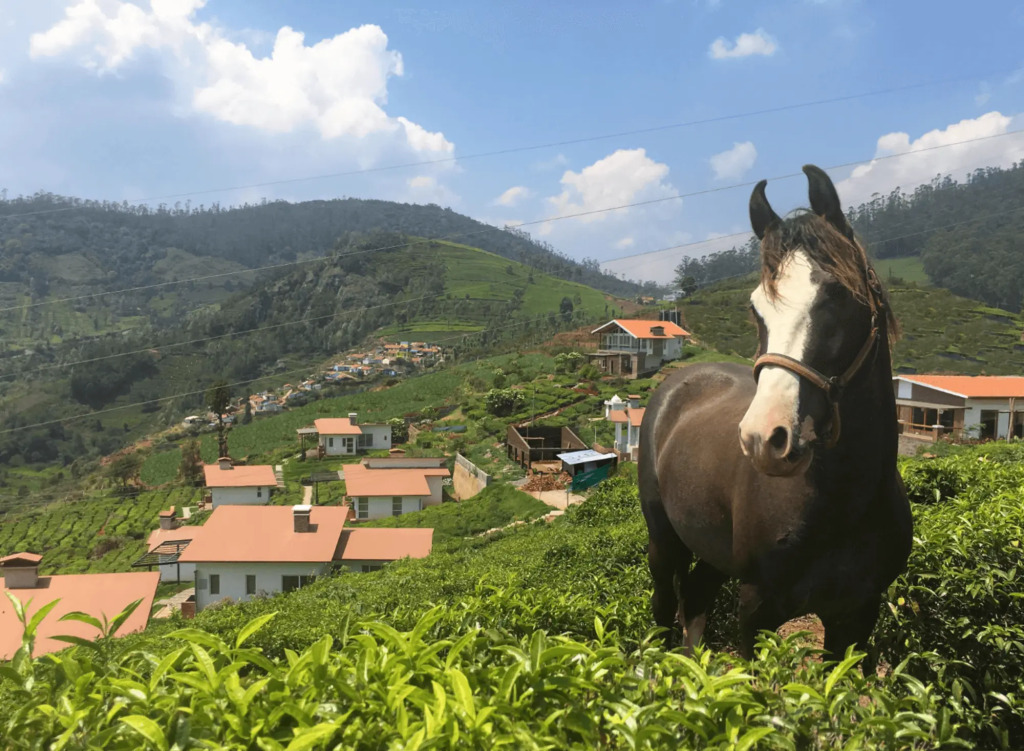 Planters Punch in Ooty, India