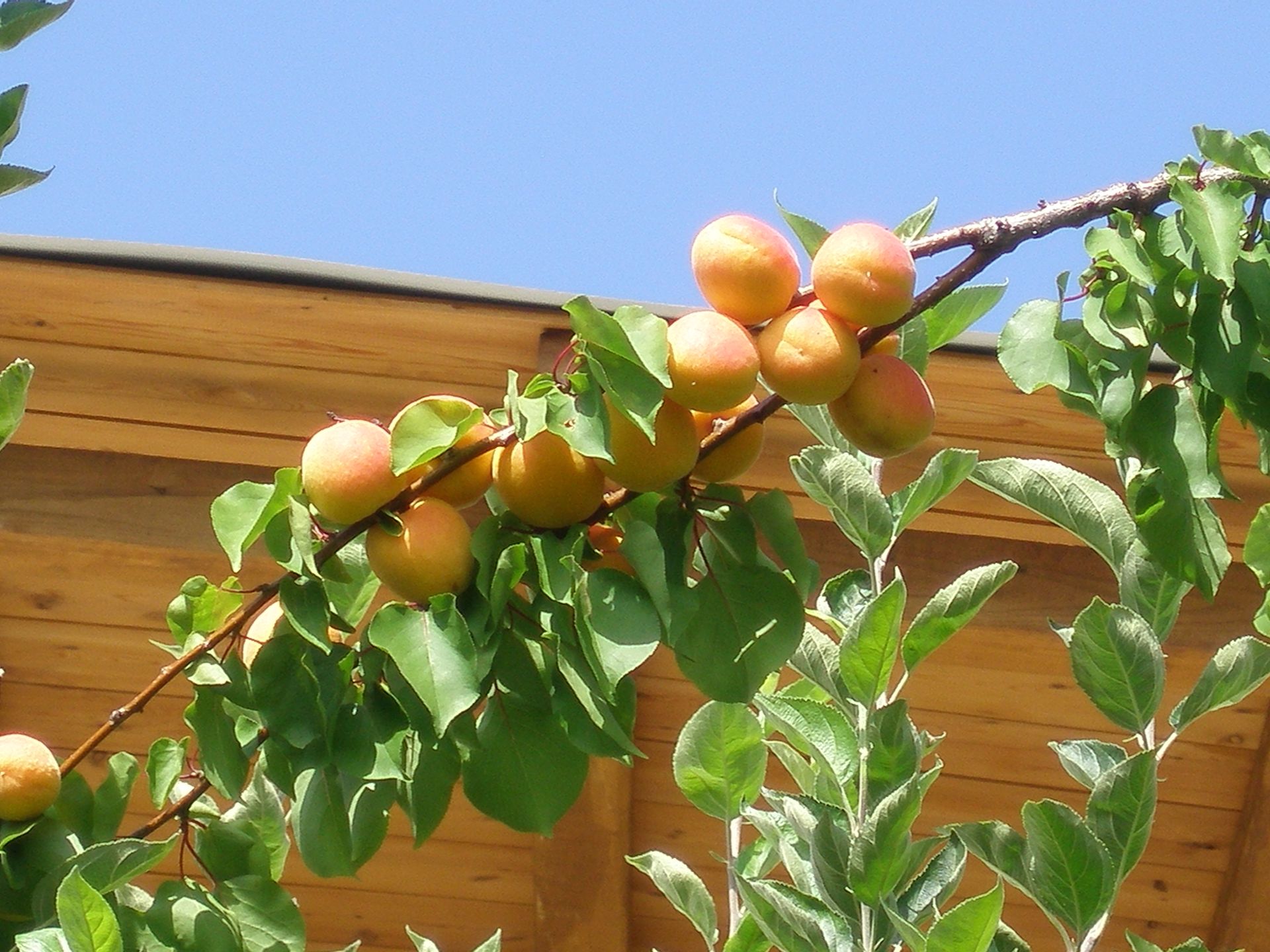 Ariadne Studios Skyros — Skyros — photo 5