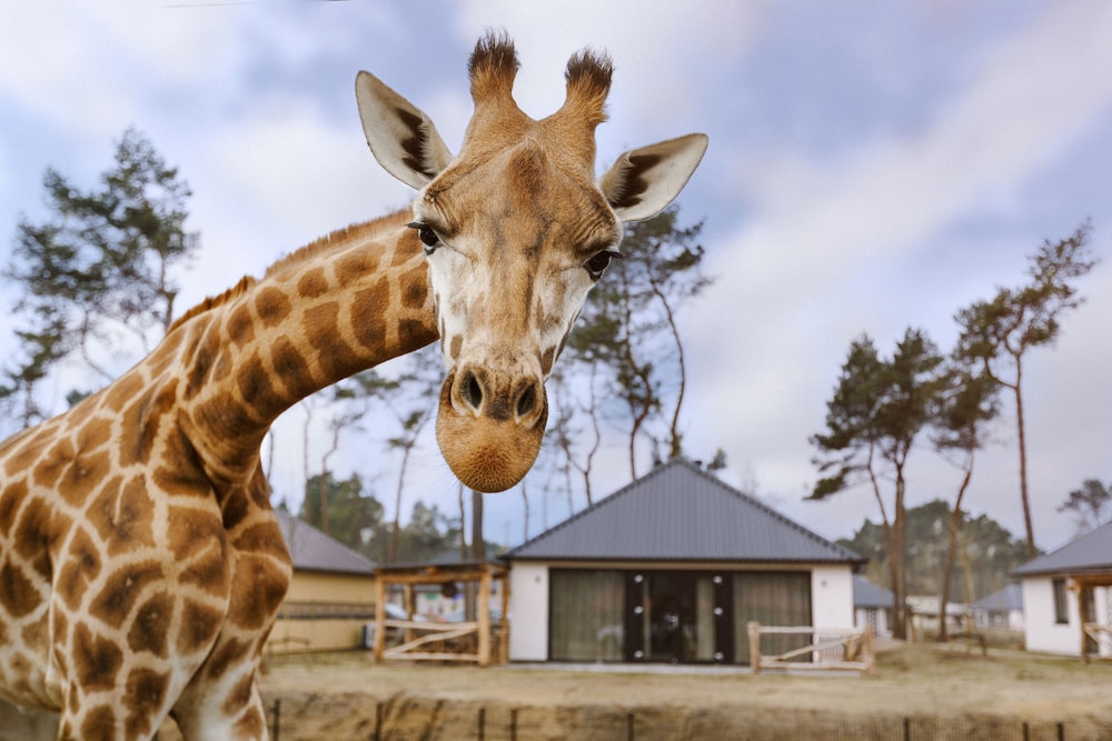 Safari Resort Beekse Bergen — Hilvarenbeek