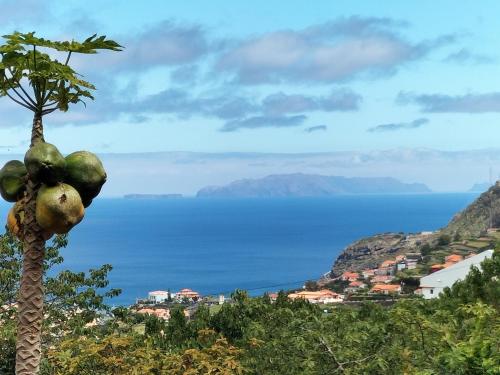 Jungle Lodge — 4-Star Luxury Hotel in Machico, Portugal