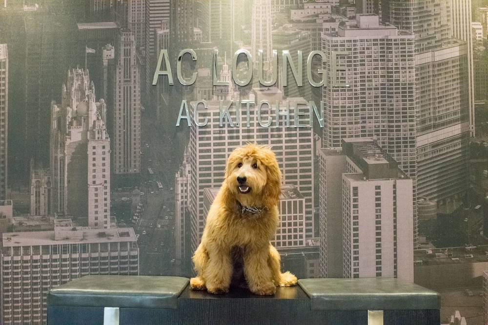 AC Hotels by Marriott Chicago Downtown - photo 17