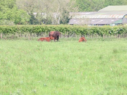 Lyons Green — Swaffham — photo 2