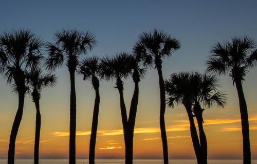 Palm Isle 3209 by RedAwning - photo 28