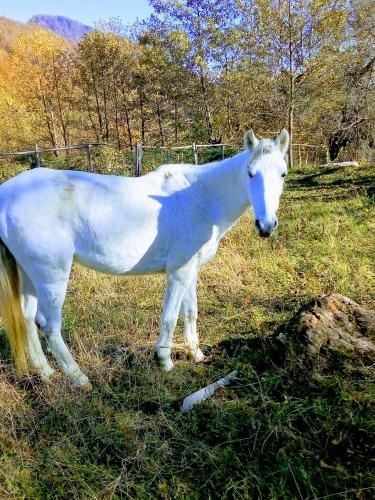 Country House Uliana