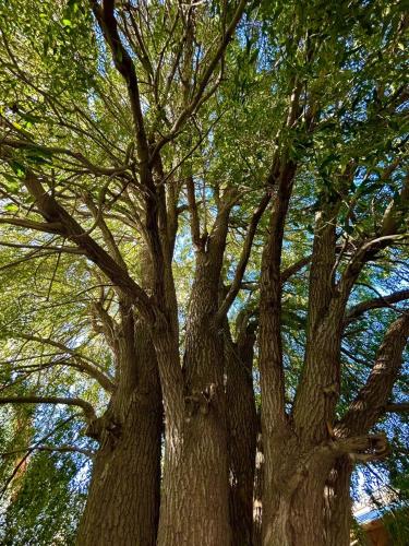 Maiten Esquel in Esquel, Argentina
