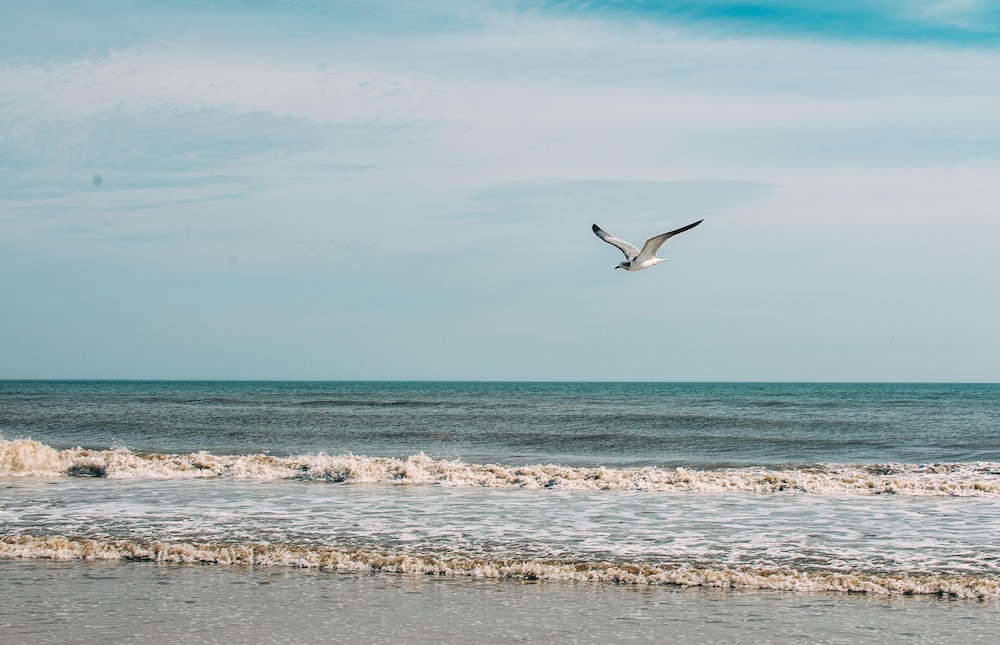 Bluebird Dennisport - photo 33