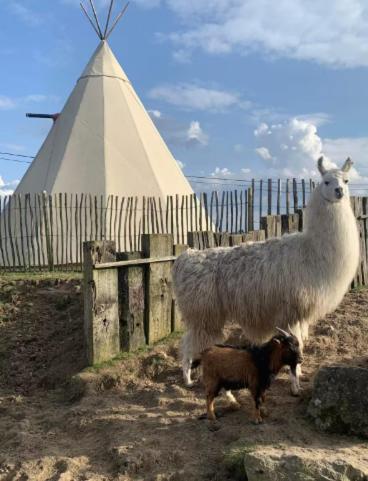 Le tipi d'Adri - carbon neutral hotel in Gesves