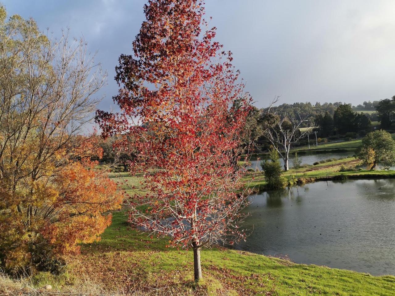 Woodlands of Balingup Bush Cottages Flora & Fauna Focused — hotel in Collie