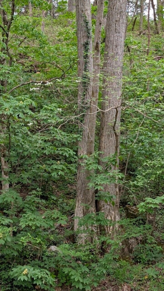 Sugar Creek Retreat - photo 75