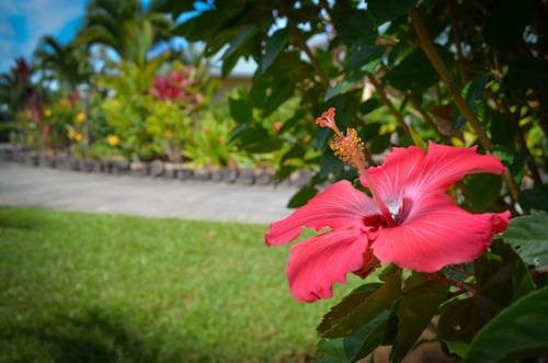 Lai Nani Oceanfront Estate — Hilo