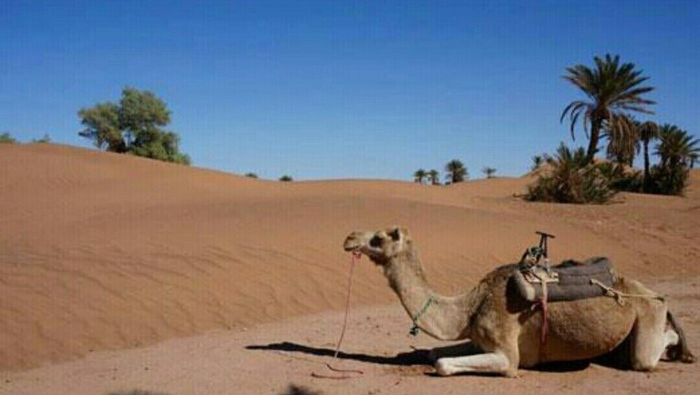Erg Lihoudi Dunes & Bivouac - last minute hotel in Mhamid