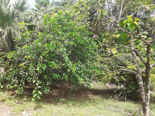Éden — Cayenne — photo 4