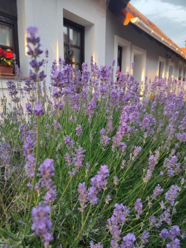 Szent Iván Vendégház in Tata, Hungary