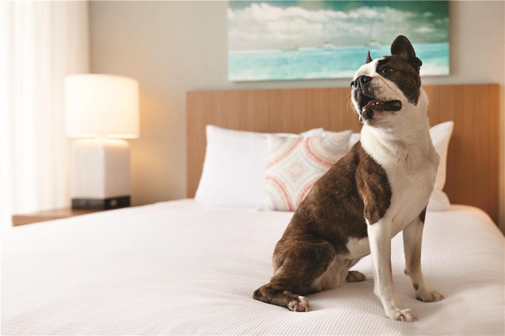 Hyatt House Virginia Beach Oceanfront - photo 11