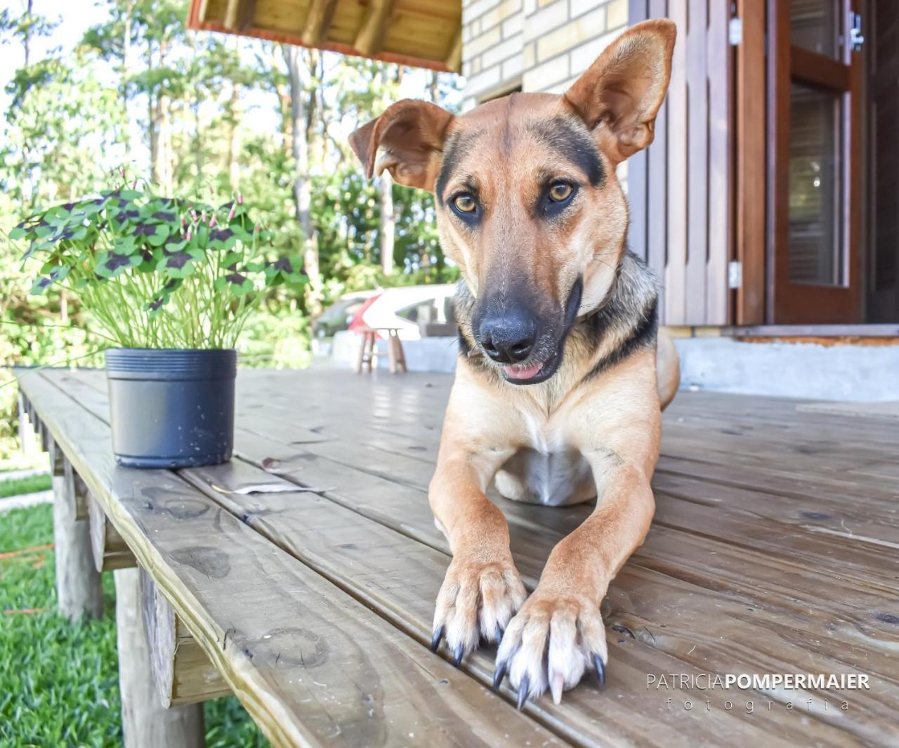 Cabana Uruguaia Pet Friendly in Torres, Brasil