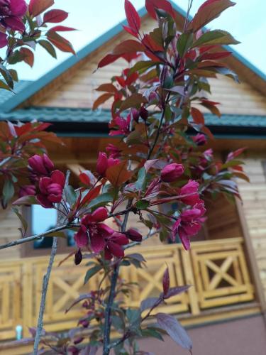 KRASNY domek całoroczny na Roztoczu in Krasnobrod, Poland