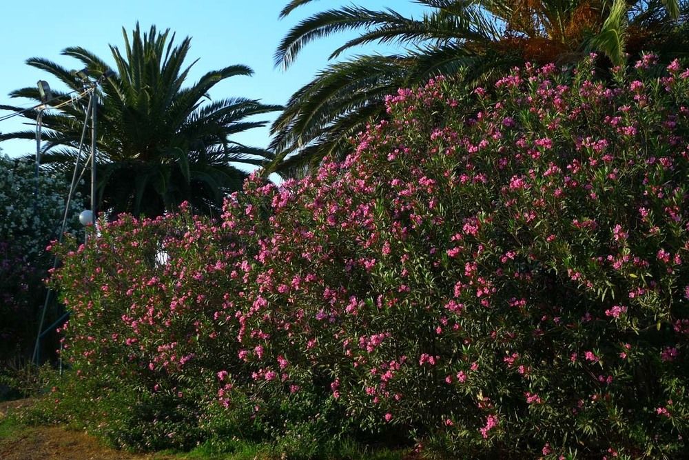 Rea Resort Hotel — Chania — photo 2