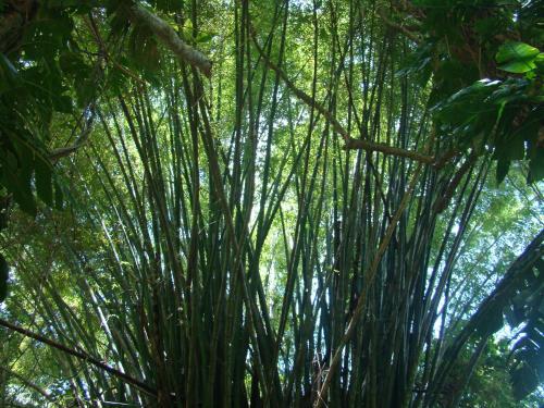 Les Cottages de Bellevue Ecolodge in Port-Vila, Vanuatu