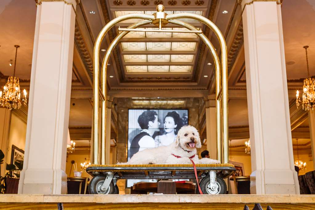 Hotel deLuxe - photo 5