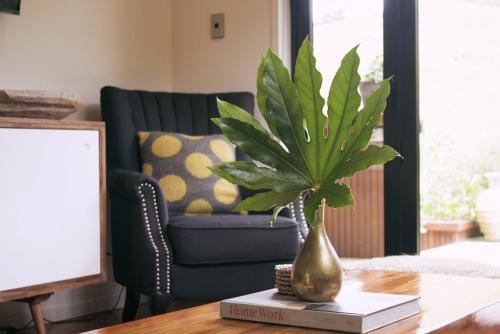 Amongst the Nikau in Waihi Beach, New Zealand