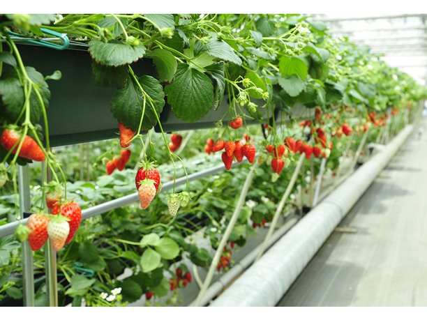 Heidi’s Village Clarakan in Hokuto, Japan