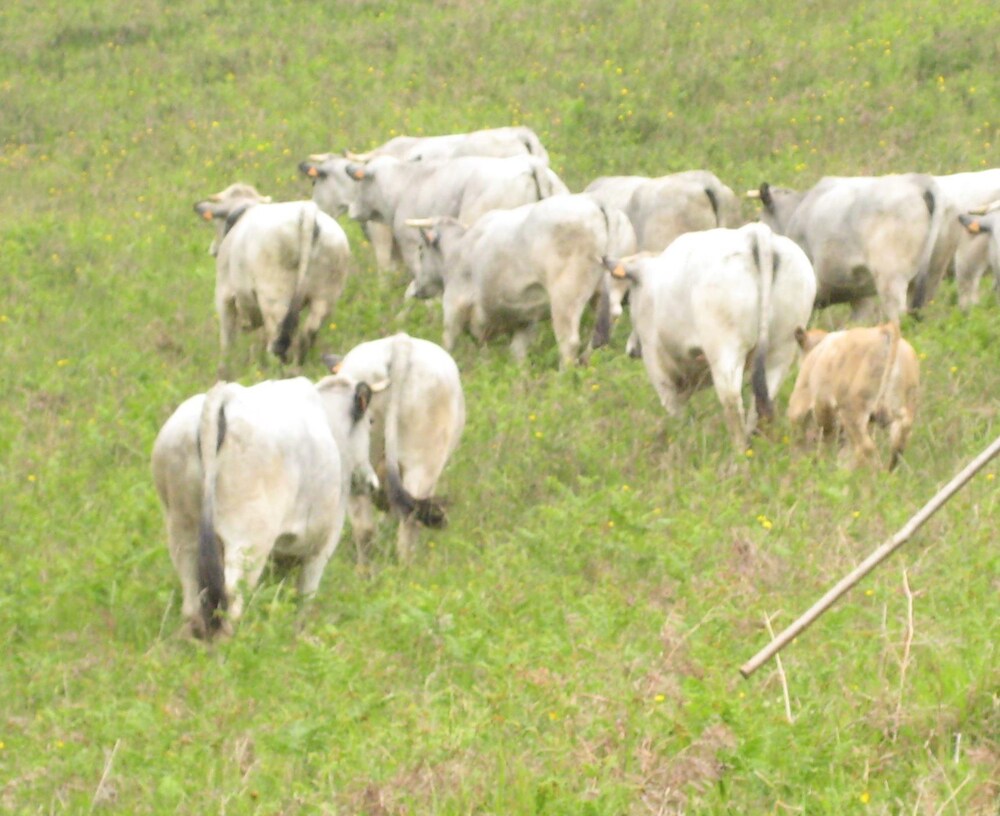 Ferme Laurens — Argeles Gazost