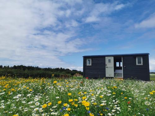 Barley Shepherd Hut Snettisham Meadows in King's Lynn, United Kingdom
