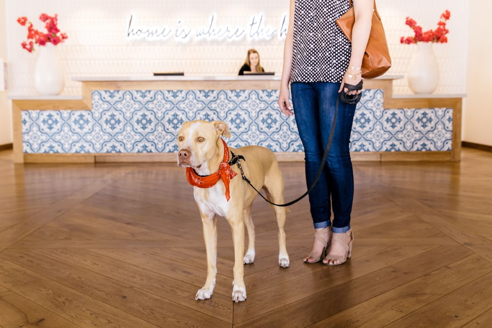 Hotel Adeline Scottsdale a Tribute Portfolio Hotel - photo 3