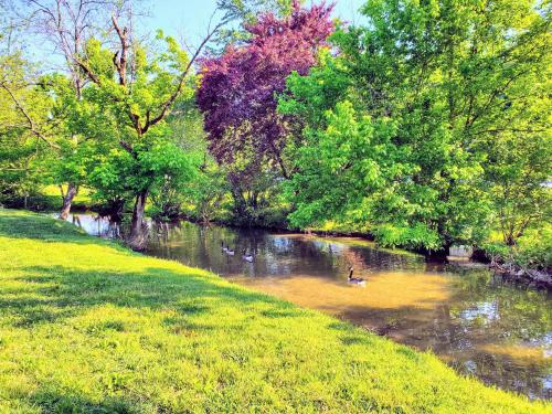 Mountain Stream by RedAwning - photo 22