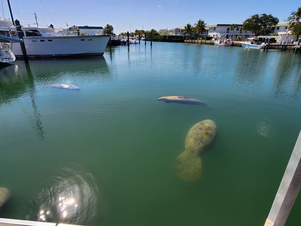 Yacht Haven Marina - photo 15