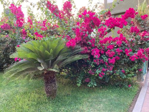 Hotel Las Olas Zicatela 2 — Brisas De Zicatela — photo 5