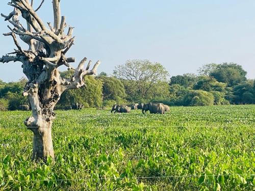 Bundala Forest Resort - last minute hotel in Unknown City