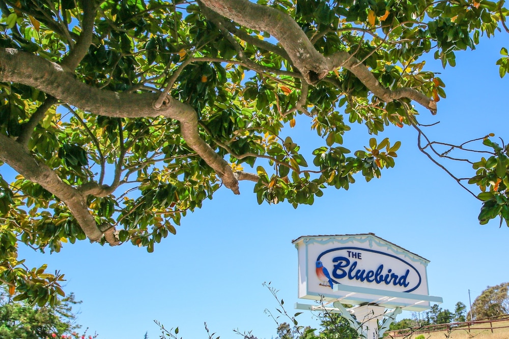 Bluebird Inn - featured photo