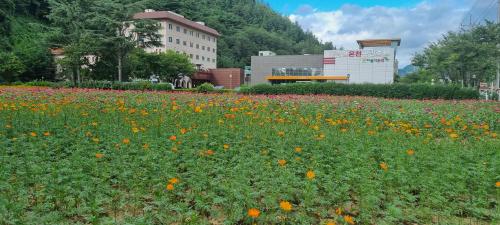 Juwang Mt Oncheon Tourist Hotel in Cheongsong Gun, South Korea
