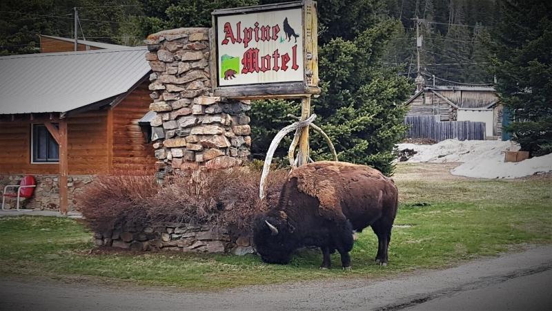 Alpine Motel — hotel in Gardiner