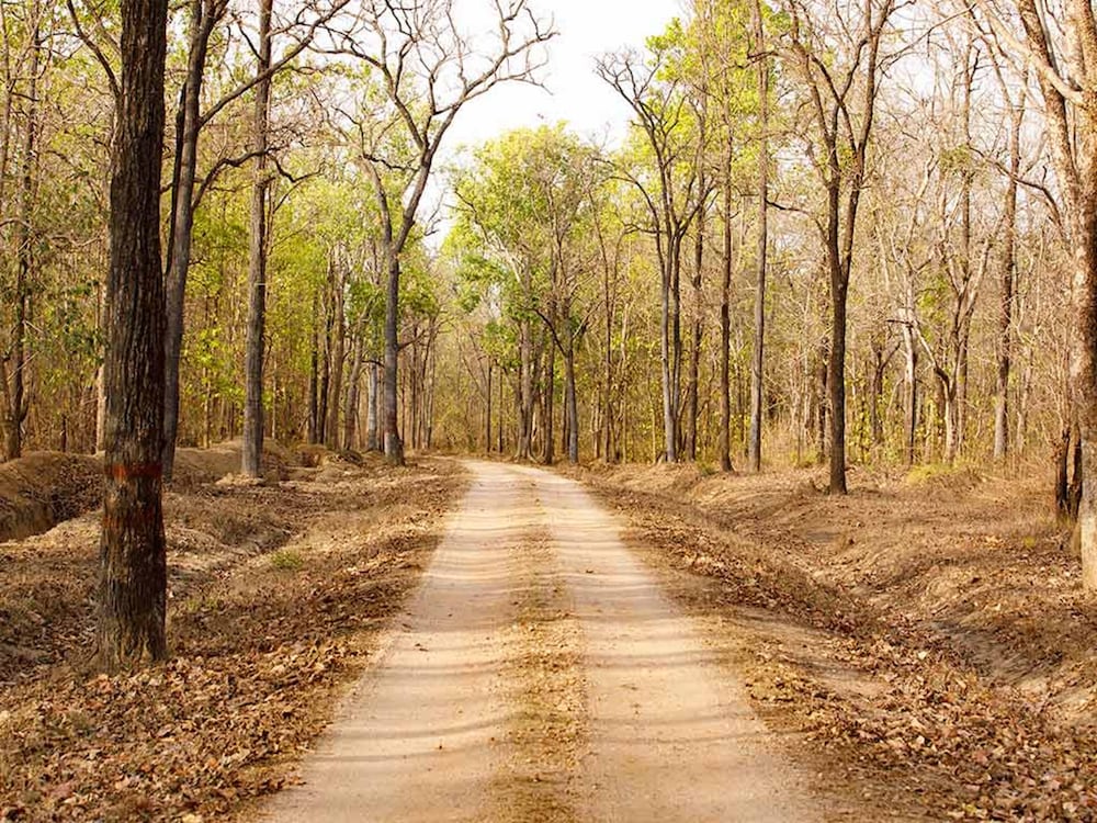 The Bagh A Forest Retreat Kanha in Balaghat, India