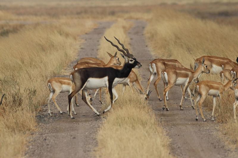 The Blackbuck Trails Velavadar — Bhavnagar — photo 4