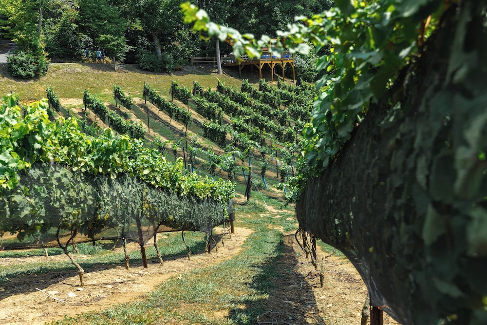 Paradise Hills Winery Resort & Spa - photo 293