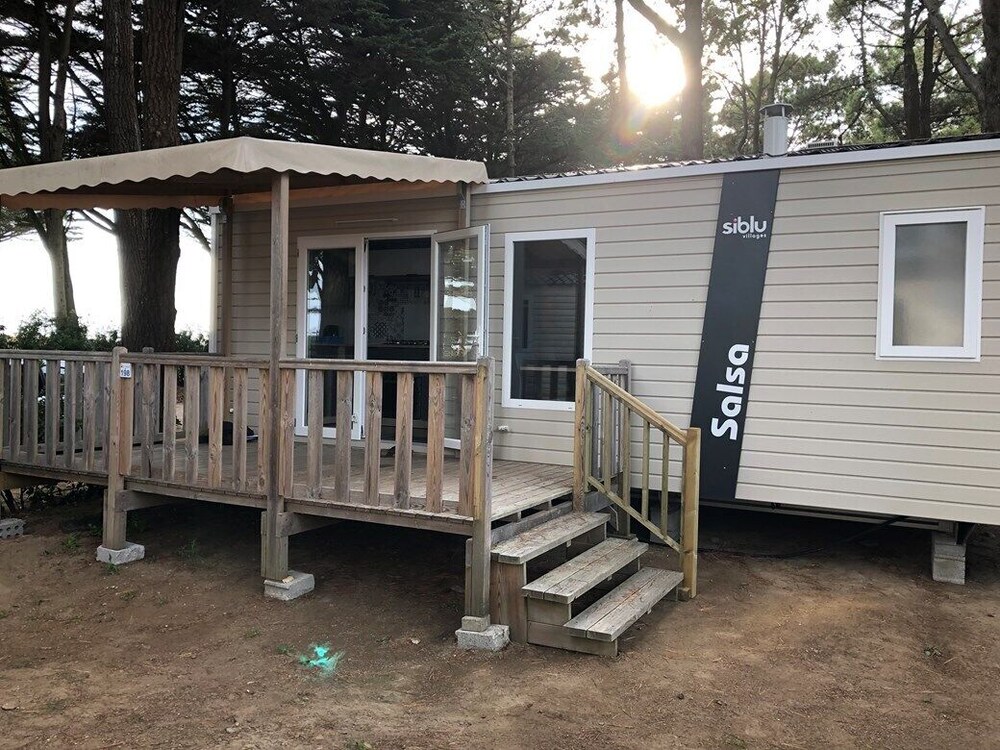 Goéland marin in Quiberon, France