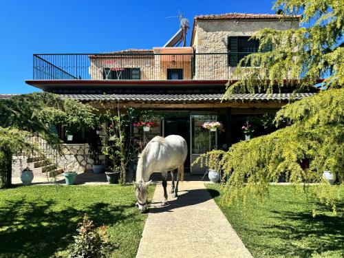 Orange Lemon Garden in Arta, Greece