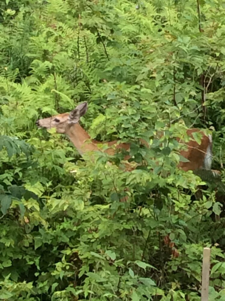 Bald Mountain House Inn at the Wolf Laurel Resort - photo 58