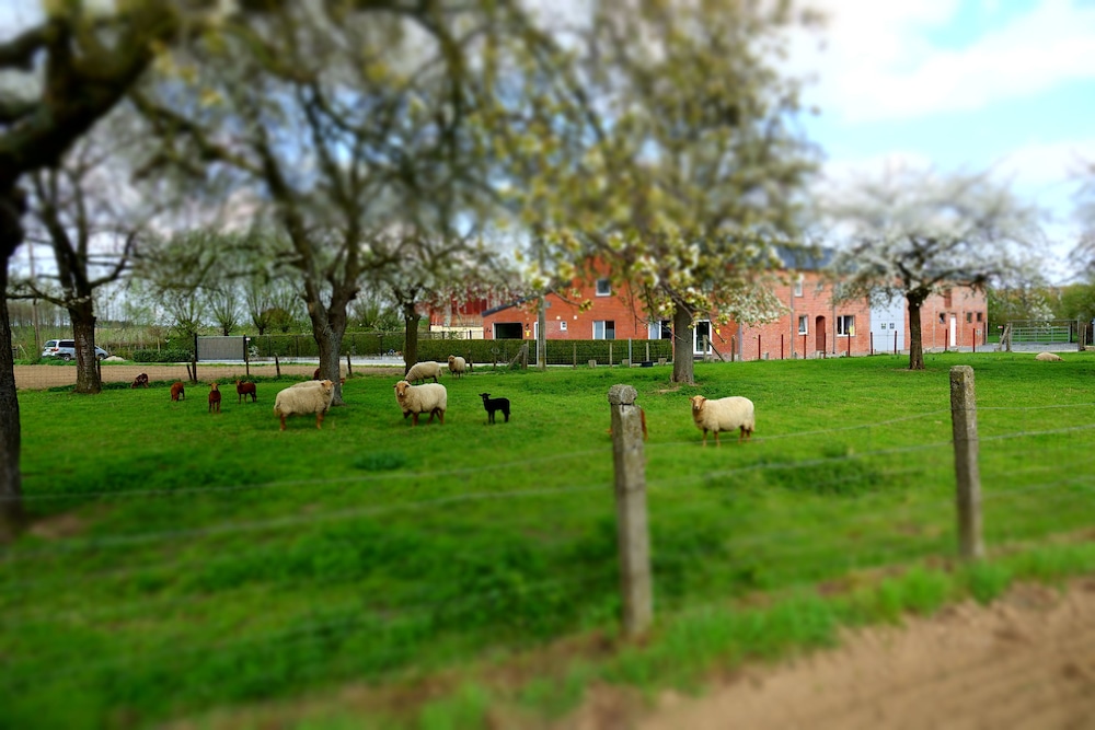 DE SMISHOEVE met kinderpret dieren en wellness — hotel in Heers