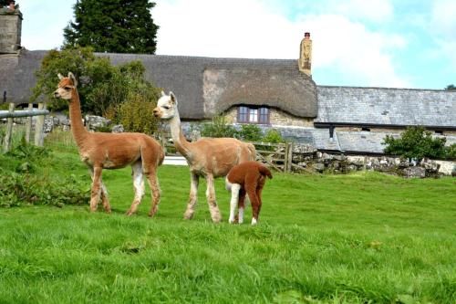 Idyllic Dartmoor Cottage — Bovey Tracey — photo 5