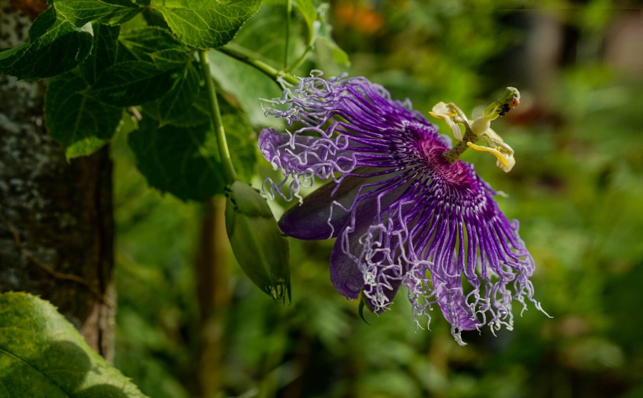 Happy Buddha River Retreat in Caticlan, Philippines