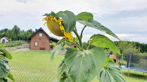 Domek Madzia in Unknown City, Poland