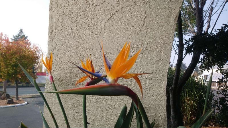 Sonoma Winegrower's Inn - photo 5